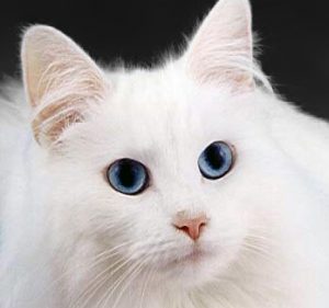 WhiteCat