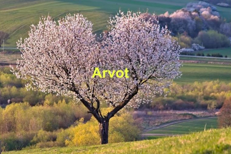 Arvot