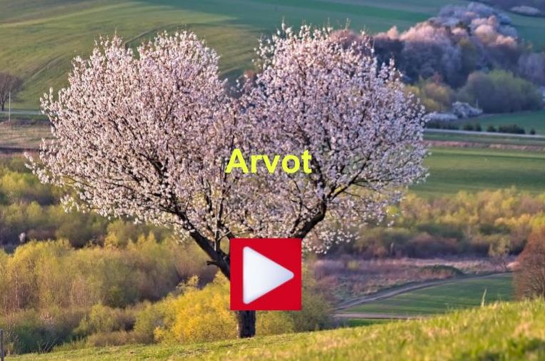 Arvot